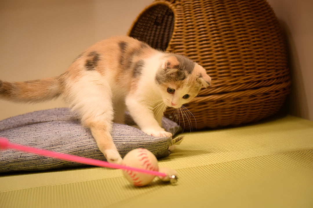 Fun Pet Toys For Active Happy Companions