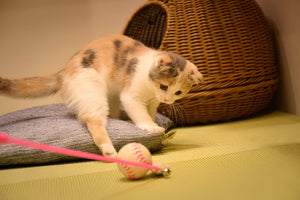 Fun Pet Toys For Active Happy Companions