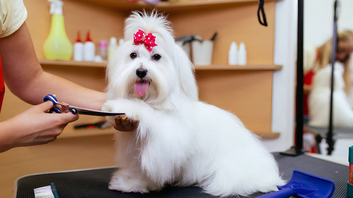 Simple Pet Grooming Tips For Healthy Pets